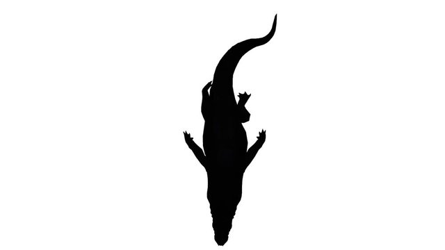 Crocodile swaying body swimming,Dangerous animals sketch silhouette.