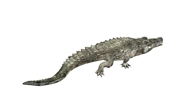 Crocodile open mouth attack hunting wallow,Dangerous animals turn over rolling.