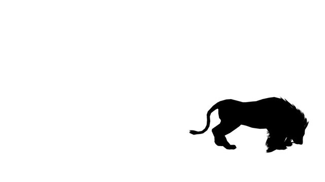 Lion jump to attack bite eating,Endangered wild animal wildlife sketch silhouette.