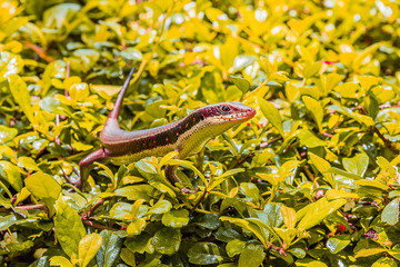 small Scincidae on leave