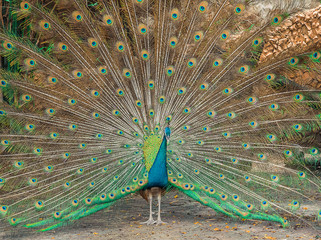 Obraz premium Peacocks spread wings
