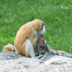 Fototapeta premium Barbary macaque, monkeys, baby and mother