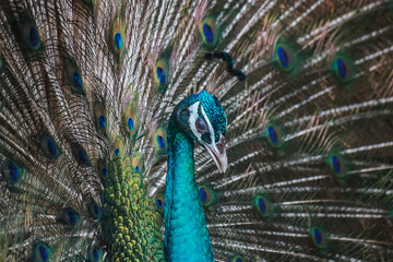 Peacocks spread wings