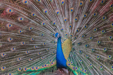 Obraz premium Peacocks spread wings