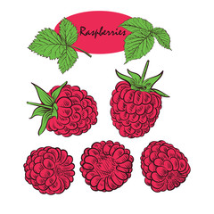 Ripe raspberry with leafs on the white background. Doodle style