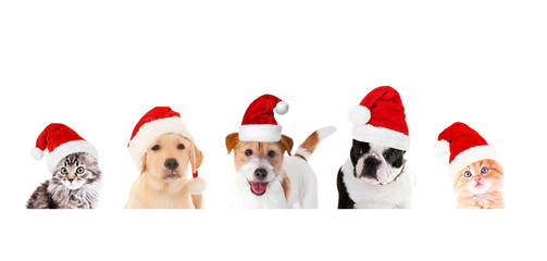 Funny pets in Santa hats on white background