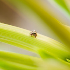 Tiny Cute Spider chilling on it's flower