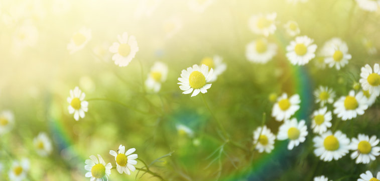 Beautiful chamomile flowers in field on sunny day, closeup
