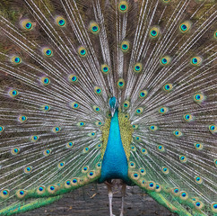 Fototapeta premium Peacocks spread wings