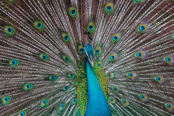 Fototapeta na wymiar Peacocks spread wings