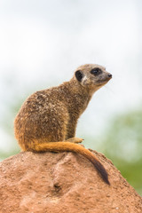     Meerkat, suricate, sentinel watching