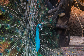 Peacocks spread wings