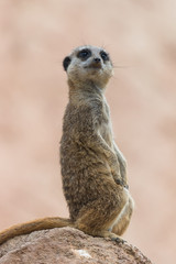    Meerkat, suricate, sentinel watching
