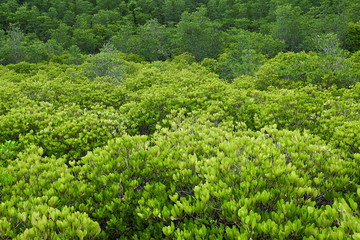 Fototapeta na wymiar Green tree forest background, in the morning