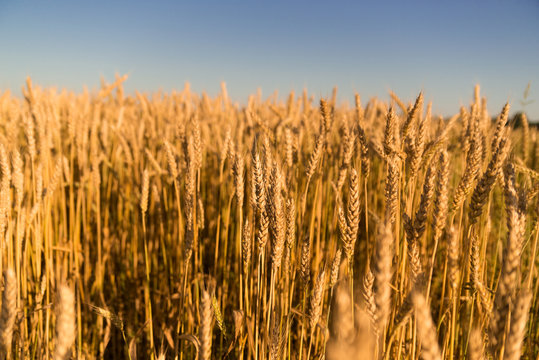 Ears of wheat growing on the field
