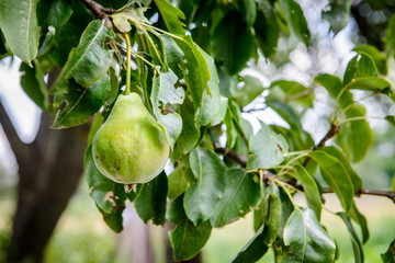 Pear tree