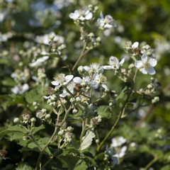 Brombeerbl&uuml;ten, Brombeerstrauch, (Rubus fruticosus), Nordrhein-Westfalen, Deutschland