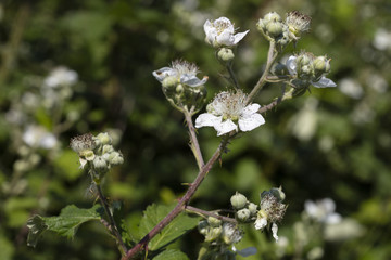 Brombeerblüten, Brombeerstrauch, (Rubus fruticosus), Nordrhein-Westfalen, Deutschland