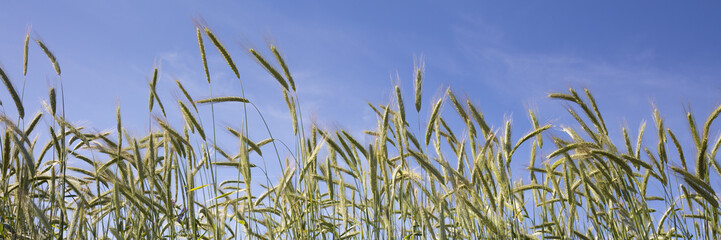 Roggenfeld, Nordrhein-Westfalen, Deutschland