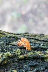 dead cicada