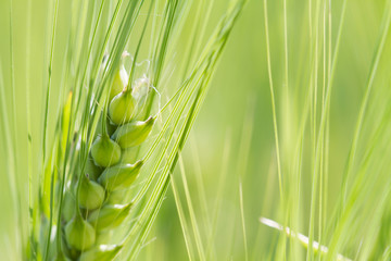 Green wheat field in sunny day. Spikelets of rye are growing in a farm field. Closeup