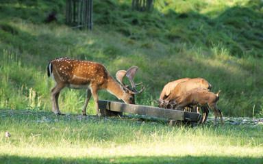 Naklejka na ściany i meble herd of mouflons and fallow deer male with spotted fur in deer park in summer, Hukvaldy, Czech Republic