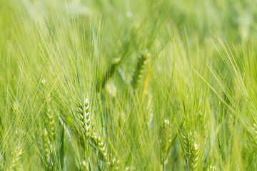 Green wheat field in sunny day. Spikelets of rye are growing in a farm field.