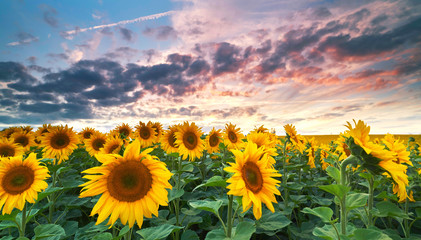 Obraz premium Sonnenuntergang im Sonnenblumenfeld