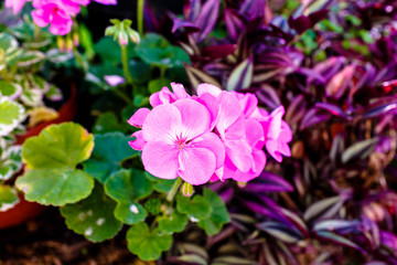 Pink flowers bloom in the garden on a background of green leaves.