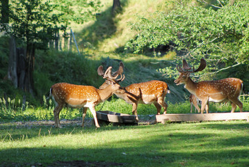 Naklejka na ściany i meble several fallow deer males with spotted fur in deer park in summer, Hukvaldy, Czech Republic