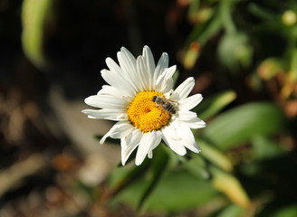 close photo of a honey bee feeding on the white bloom of daisy wheel