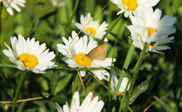 close photo of a brown butterfly feeding on the white bloom of daisy wheel