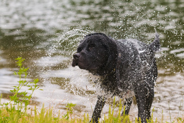 Black Labrador retriever dog.