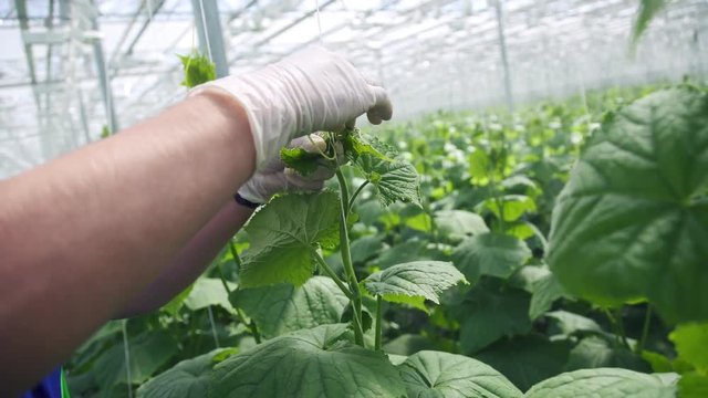 Cultivation of cucumbers in industrial greenhouse: botanist cares for shoots. Modern eco-industry and agriculture: farmer in gloves makes manipulations to stimulate growth of cucumbers