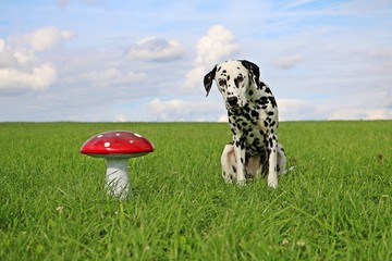 dalmatiner sitzt auf einer wiese neben einem fliegenpilz