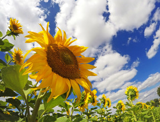 Blumenwiese - Sonnenblumen