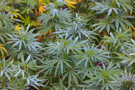 Field of green marijuana, cannabis field, hashish, cannabis background, leaf of marijuana plant.