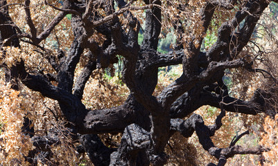 Burned trees in the forest , wildfire, bushfire,