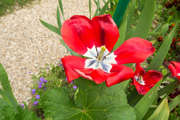 Fleur rouge et banche