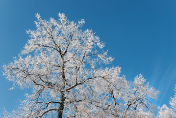 Winter frosty morning