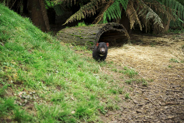 Tasmanian Devil found during the day in Tasmania.