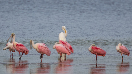 Fototapeta na wymiar Great Egret and Roseate Spoonbills, J.N. ''Ding'' Darling National Wildlife Refuge, Sanibel Island, Florida, USA