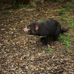 Tasmanian Devil found during the day in Tasmania.