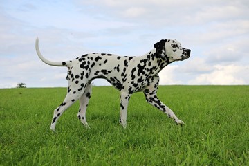 dalmatiner in bewegung