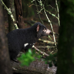 Tasmanian Devil found during the day in Tasmania.