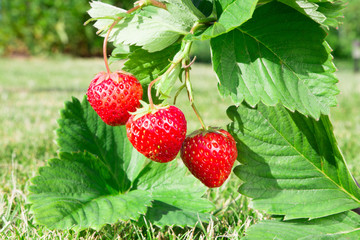 Fresh ripe red strawberry. Bush grow in the garden.