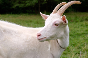 white goat on green grass meadow