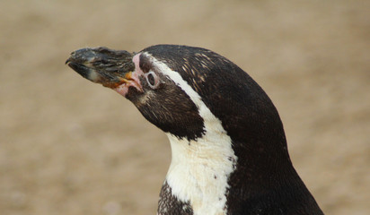 Fototapeta premium The Humboldt penguin (Spheniscus humboldti)