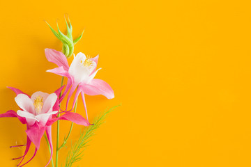 Greeting card. Flowers on the yellow background. Empty place for a text.