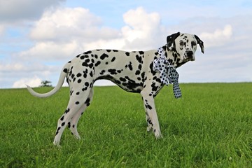 witzig geschmückter dalmatiner im garten